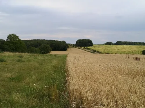 Moselle : le département placé en vigilance sécheresse