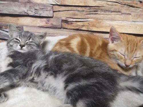 Le salon international du chat s’installe ce week end à Nancy