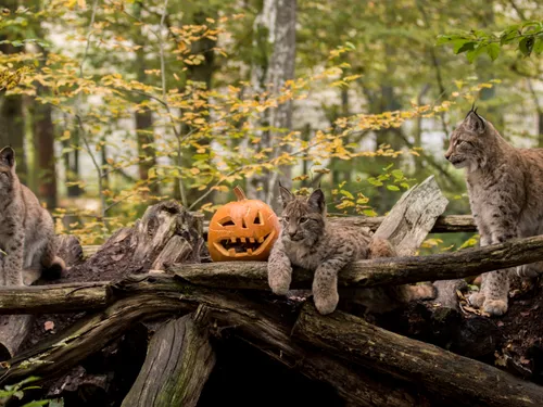 Parc Animalier de Sainte-Croix : une ambiance envoûtante à...