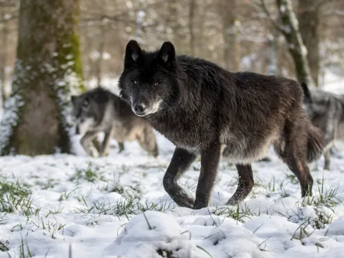 Lumières d’Hiver : un événement féérique en plein cœur du parc...
