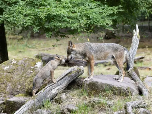 Parc Animalier de Sainte-Croix : découvrez le nom des 7 louveteaux 