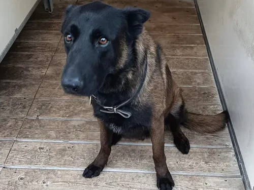 DINO : un chien de la police de Metz meurt en service 