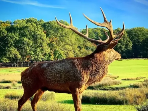 Parc Animalier de Sainte Croix : les bons chiffres de 2025