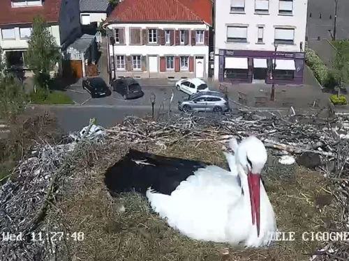 Carnet rose : un premier cigogneau est né sur le toit de la mairie...