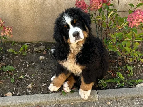 Metz et Nancy dans le classement des villes où il fait bon avoir un...