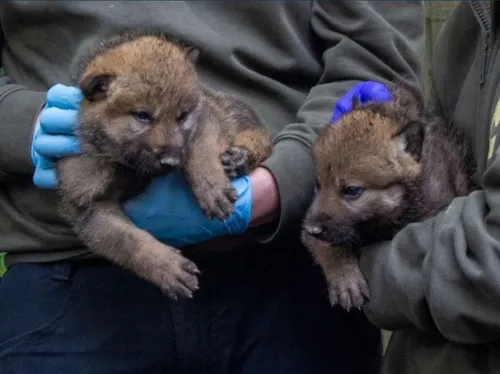 Au Parc Sainte-Croix, des petits bébés loups font leurs arrivées !