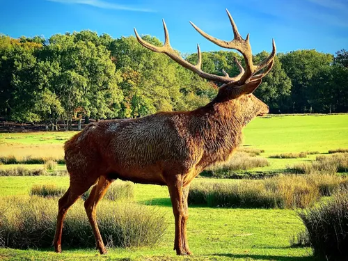 Découvrez les dates du brame du cerf au Parc animalier de Sainte-Croix