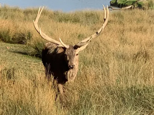 Vos entrées pour le Domaine de Han sur Lesse