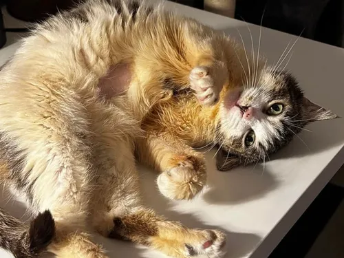 Lorraine : qui voudra adopter Maya ? 