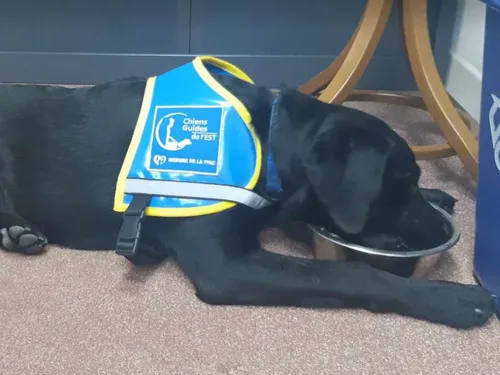 Lorraine : Ce dimanche, c’est la fête des chiens guides