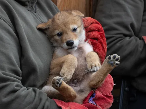 Carnet Rose : 5 coyotes (trop mignons) sont nés au parc animalier...