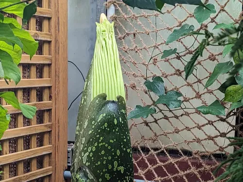 Insolite : un phallus de titan va (de nouveau) fleurir à Nancy