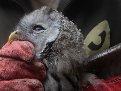 Nées à Sainte-Croix : des chouettes de l’Oural retrouvent leur...