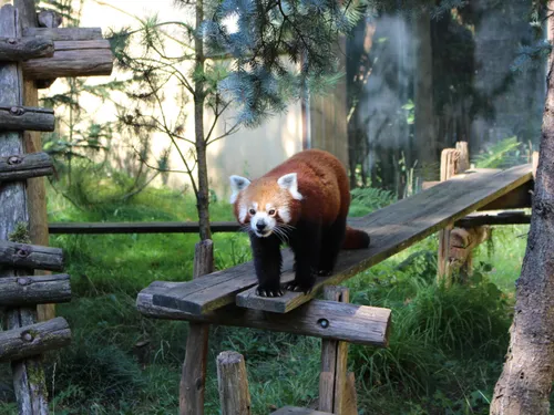 Le Zoo d’Amnéville fait son retour dans l’EAZA