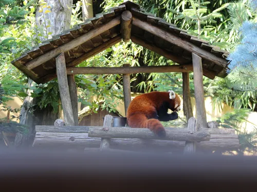 Gagnez vos entrées au Zoo d'Amnéville entre 12h et 13h