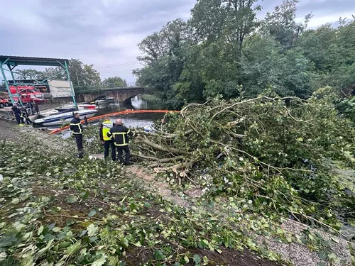 De nombreux secours mobilisés après la chute d'un arbre à...