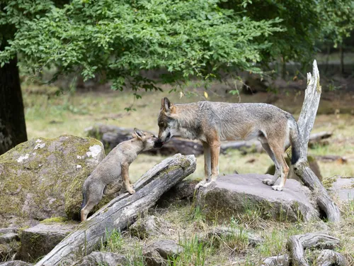 Sainte-Croix : le territoire des loups gris d'Europe s'agrandit
