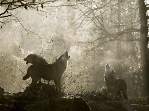Sainte-Croix : le loup à l’honneur pour 3 nuits exceptionnelles