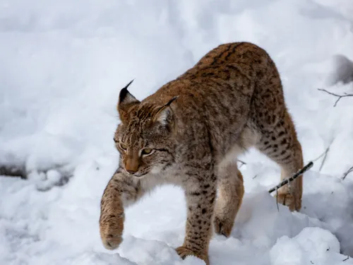 Idée de sortie : le Parc Animalier de Sainte-Croix à Rhodes en...