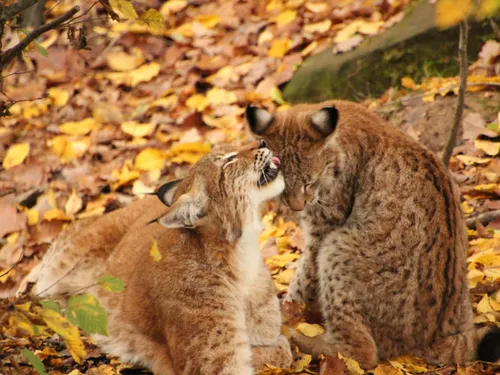 Le Lynx à l’honneur ce week-end au Parc animalier de Sainte-Croix