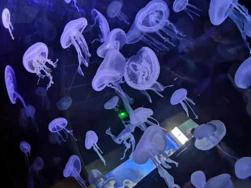 2022 : une année record en fréquentation pour les musées nancéiens