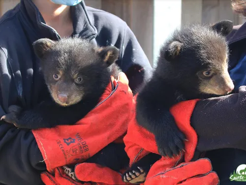 PARC ANIMALIER DE SAINTE-CROIX : Nouvelles naissances d'oursons noirs