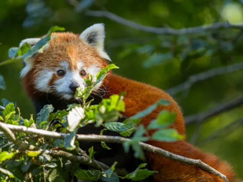 Un nouveau panda roux au Parc Animalier de Sainte-Croix