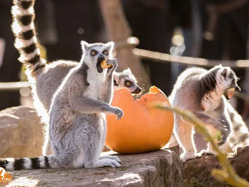 Halloween : le parc animalier de Sainte-Croix commence sa...