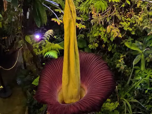 Nancy : affluence record pour le Pénis de Titan