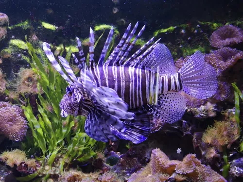 Lorraine : Offre d’emploi pour l’Aquarium D’Amnéville