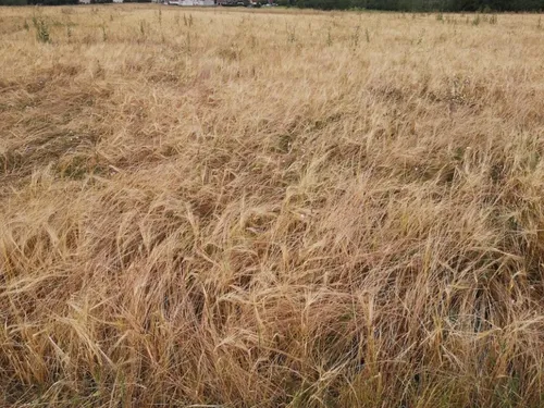 Météo : 2 départements lorrains en vigilance feux de forêt