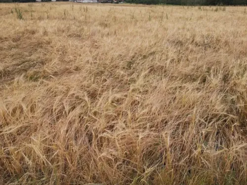 Moselle : le département placé en vigilance sévère pour les feux de...
