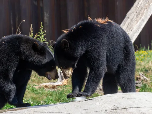 Canicule : le Parc de Sainte-Croix prend soin de ses animaux