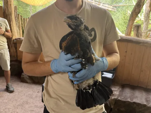 Des tétras de Sainte-Croix réintroduits dans la nature 