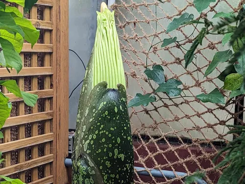 Nancy : l’Arum Titan va fleurir au Jardin Botanique Jean-Marie Pelt