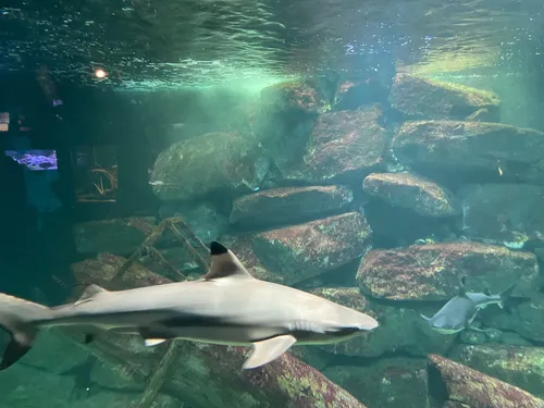Plongez dans un monde incroyable à l’Aquarium d’Amnéville