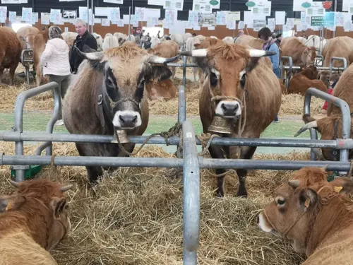 L'invité du jour : on vous dit tout sur le Salon de la basse à cour...