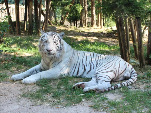 Carnet Noir : Kantaji, le tigre blanc du zoo d’Amnéville s’en est allé