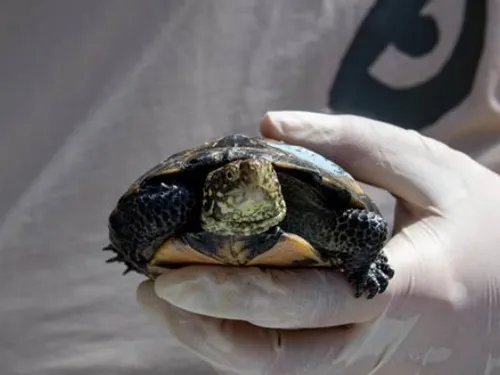 Une pouponnière géante pour les tortues voit le jour à Sainte-Croix