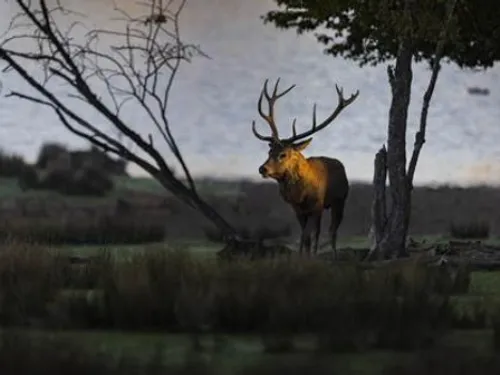 Sainte-Croix : les cerfs ont commencé à bramer