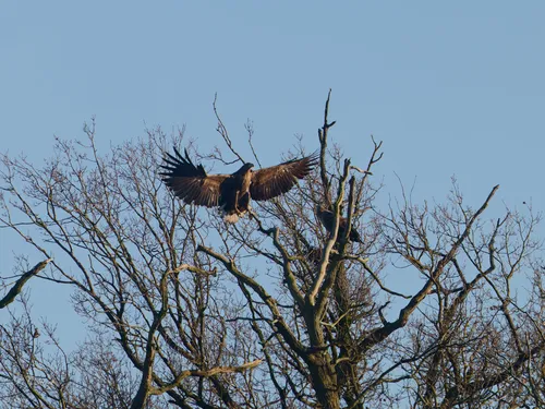Un nouveau couple de pygargues à queue blanche aperçu au Parc...