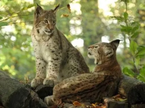 Parc Animalier de Sainte Croix :  un nouveau record de...