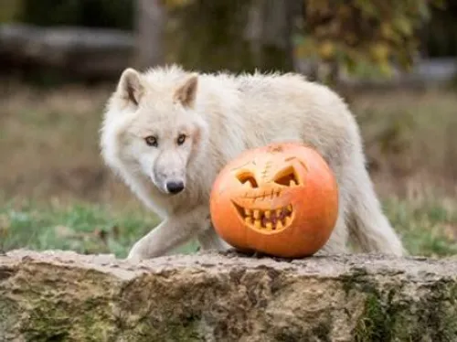 Sainte-Croix : le festival des animaux fantastiques se prépare