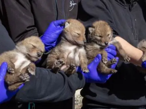 Venez découvrir les chiots de coyotes au Parc de Sainte-Croix !
