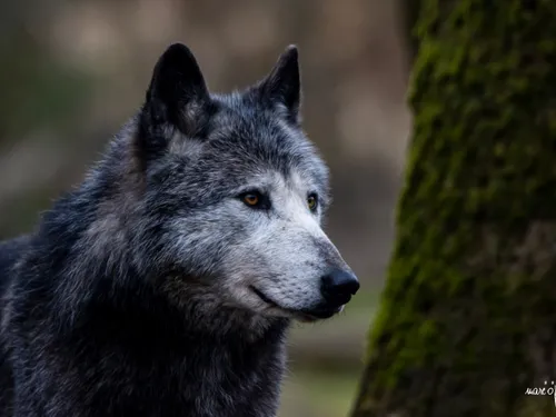 Sainte-Croix : Un week-end de Pâques qui arrive à pas de Loup