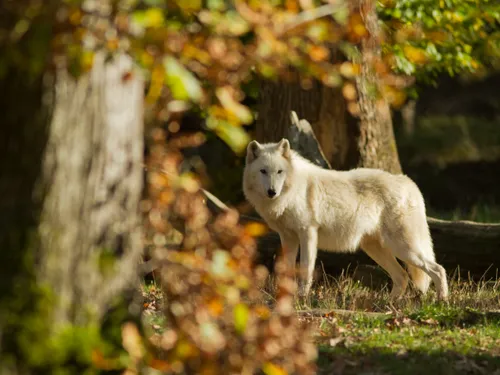 Sainte-Croix : dors avec les loups
