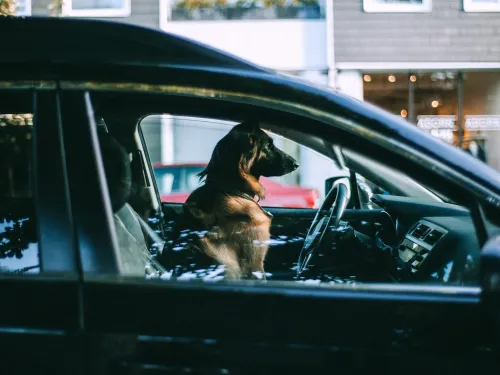 La gendarmerie sensibilise contre la maltraitance sur les animaux