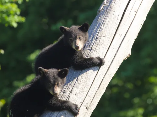 Première sortie publique des oursonnes à Sainte-Croix