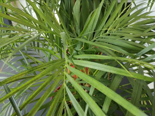 Bon plan : Metz Plage va mettre en vente ses plantes