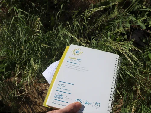 Face au pollen, les sentinelles de Pollin’air se mobilisent 
